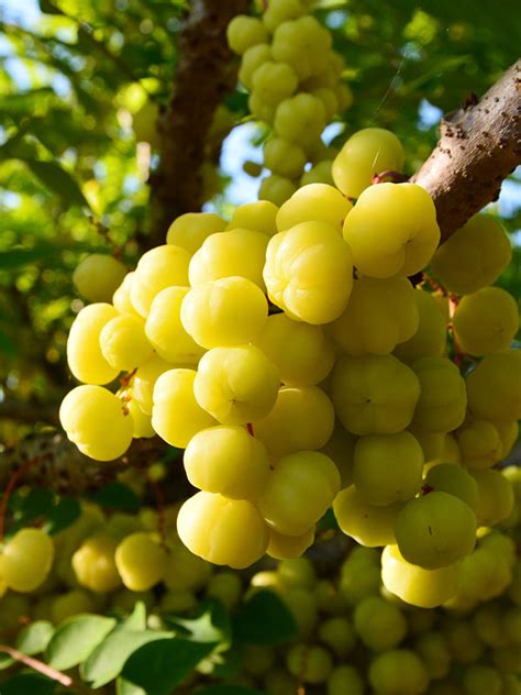 Indian Gooseberry Tree Malacca Emblic Phyllanthus Emblica Real