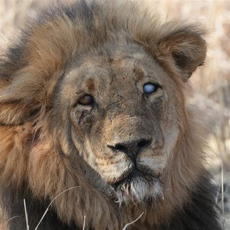 The Story Of Scar The One Eyed Lion Of Northern Hwange