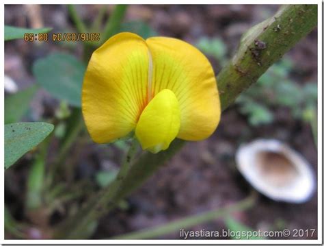 Si Bunga Kuning Bunga Kacang Tanah