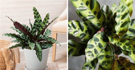 How To Grow And Care For Rattlesnake Plant