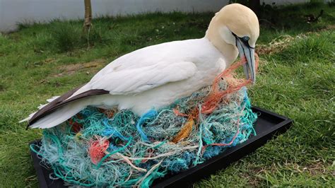 Atlantic Tu Galway Ethical Marine Taxidermy Project Goes On Public