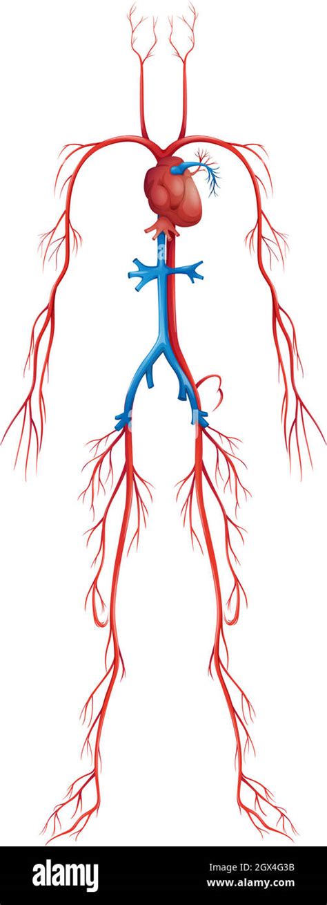 Arterien Venen Kreislaufsystem Fotos Und Bildmaterial In Hoher