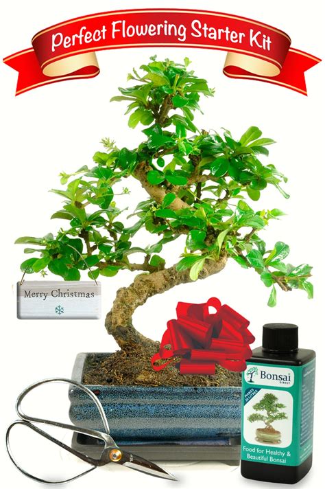 Beginners Flowering Starter Bonsai Kit - Merry Christmas Edition