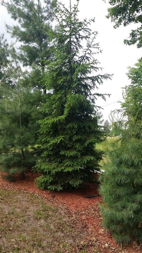 White Spruce Picea Glauca Conifers Cold Stream Farm