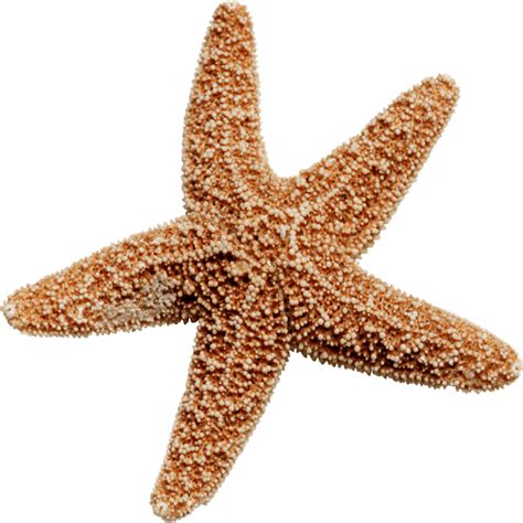 Star Fish PNG Images