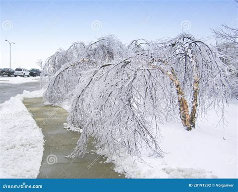 Trees Bent Over From The Weight Of The Ice Stock Photo Image 28191292