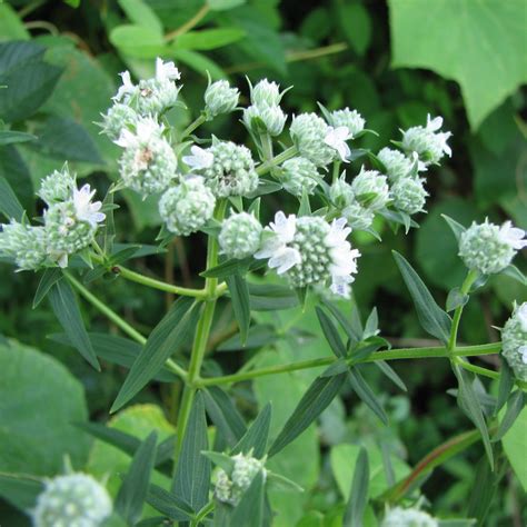 Pycnanthemum Virginianum American Mountain Mint Scioto Gardens