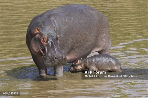 Sud Kivu Les Hippopotames Menac S Au Lac Tanganyka Fizi Studio