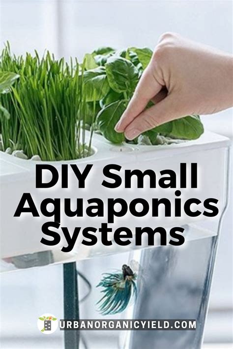 Aquaponics System Indoor Gardening | Hydroponics, Aquaponics diy ...