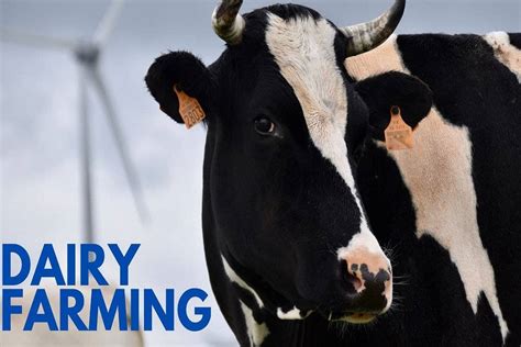 How To Start A Profitable Dairy Farming Business In Haryana