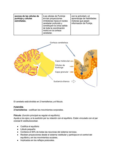 Solution Neurociencias Cerebro Studypool