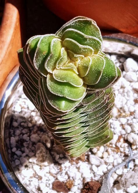 Crassula Buddha S Temple Carly Rush Flickr