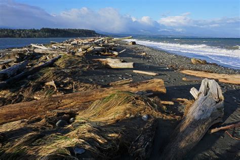 USFWS Pacific Region On Twitter Need Some Driftwood In Your Life