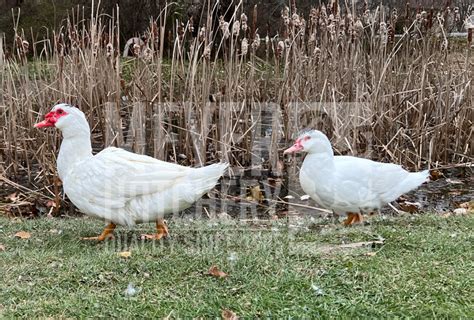 breed spotlight muscovy meyer hatchery blog
