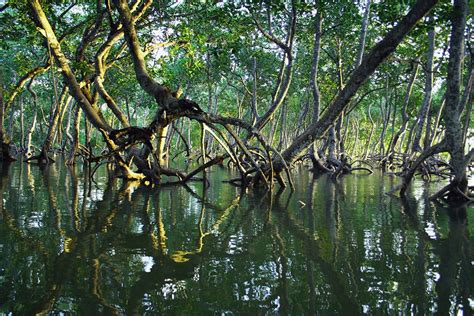 Silonay Mangrove Conservation Area And Ecotourism Travel Oriental Mindoro