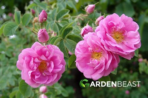 Damask Rose Guide: How to Grow and Care for “Rosa Damascena”