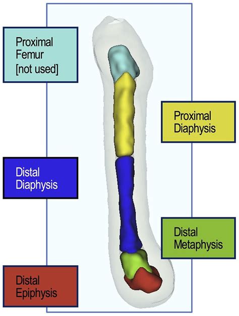 Bone Marrow Adipose Tissue Bmat Regional Quantification The Figure