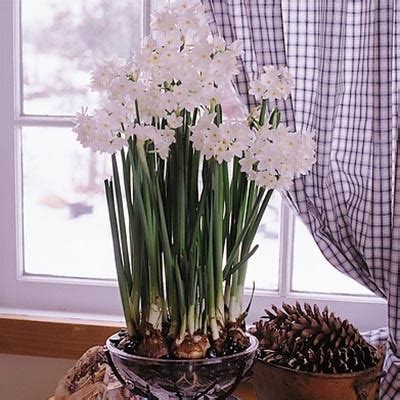 Нарцисс таццета Ziva (Тацетта Зива)🌷 - купить луковицы и клубни в ...