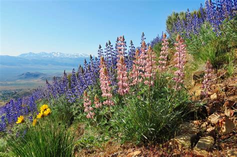 5 Reasons Carson Valley Is The Best Summer Trip You Can Take Carson