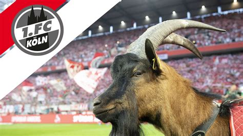 1 FC Köln Geißbock Hennes alles über das Maskottchen