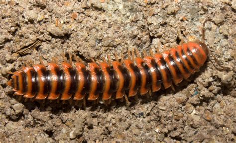 Orange And Black Millipede Pleuroloma Bugguidenet