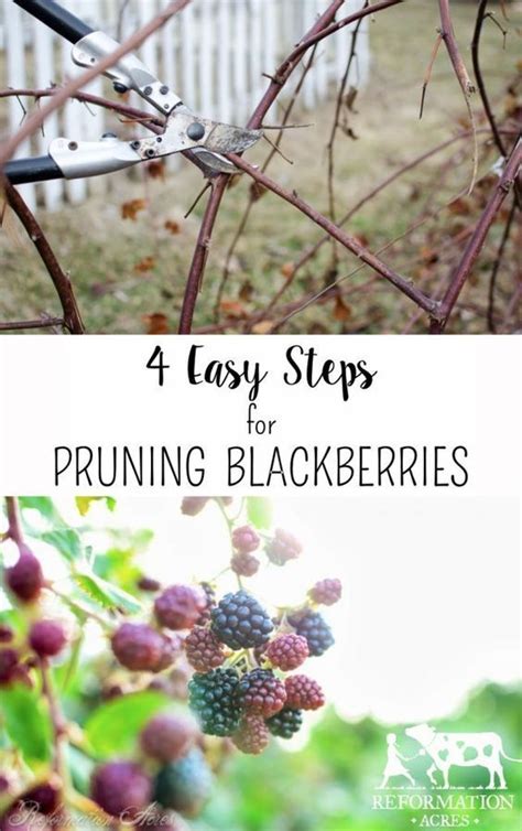 4 Easy Steps To Prune Blackberries VIDEO Fruit Garden Pruning