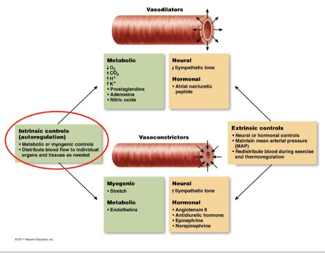 Cardiovascular Phys Flashcards Quizlet