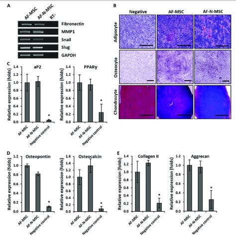 Histological Analysis Of Amniotic Fluid Derived Mesenchymal Stem Cell