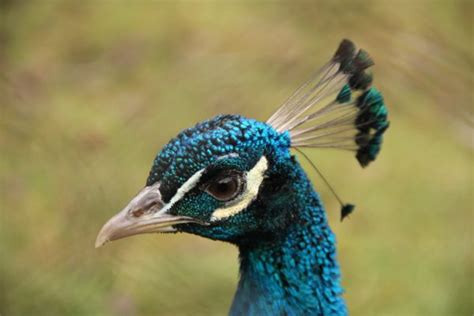 Free Images Nature Bird Prairie Wildlife Beak Blue Fowl Fauna