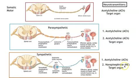 What Are Autonomic Motor Neurons | Webmotor.org