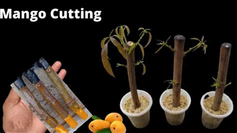 How To Propagate Mango Tree From Cuttings Mango Rooting From Stem