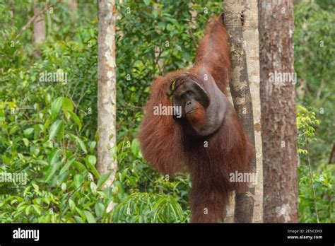 Tanjung Puting Camp Leakey - orangutan Stock Photo - Alamy