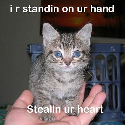 The Ultimate Meme Gallery: LOLCats 1