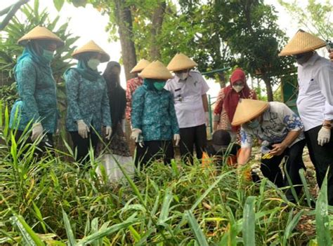 Plt Ketua Tp Pkk Ajak Masyarakat Tanam Toga Di Pekarangan Lintas Daerah