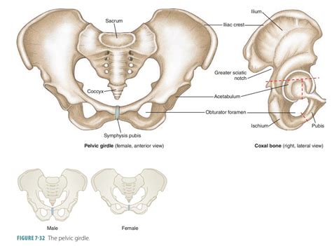 Anatomy Of The Pelvic Girdle Video Anatomy Osmosis Off