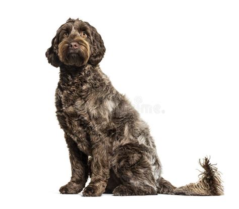 Labradoodle, Crossbreed Dog between Labrador and Toy Poodle Stock Photo ...