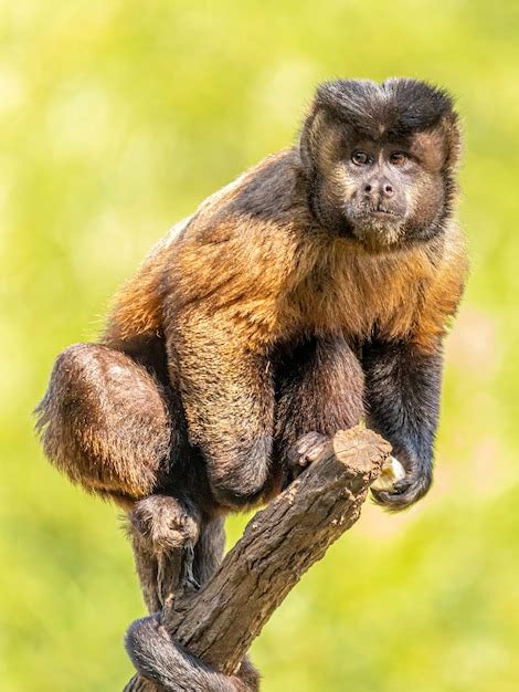 Premium Photo Tufted Capuchin Monkey Sapajus Apella Aka Macaco