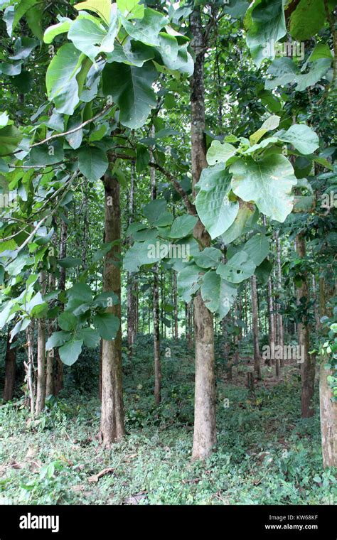 Teak Wood Tree