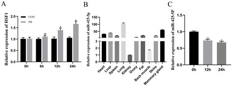 Genes Free Full Text Mir 425 5p Regulates Proliferation Of Bovine Mammary Epithelial Cells