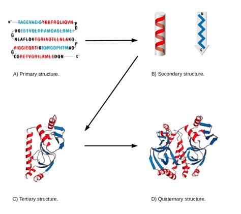 3 The Four Levels Of Protein Structure Download Scientific Diagram