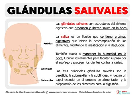 Qué son las Glándulas Salivales