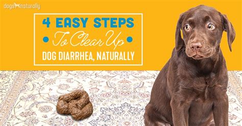 how to stop dog diarrhea