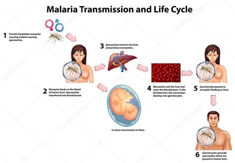 Malaria Transmisión Y Ciclo De Vida 2024