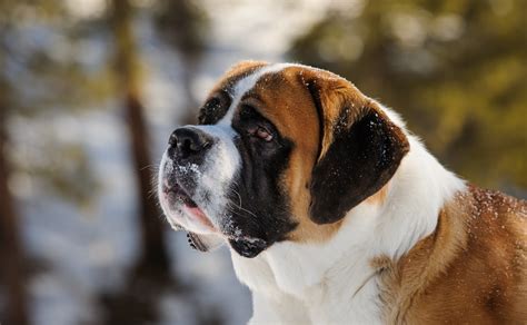 Dogs with Big Heads: A Comprehensive Guide to Unique Canine Breeds - DogCareLife