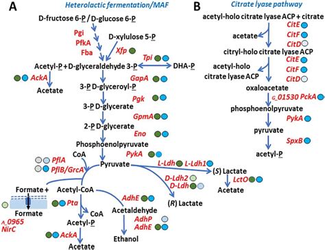 Anaerobic Metabolism Pathway