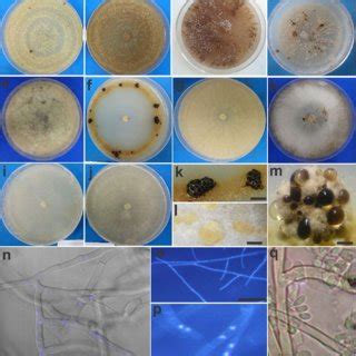 Colony Morphology Of Rhizoctonia Isolates Collected From Coriander A