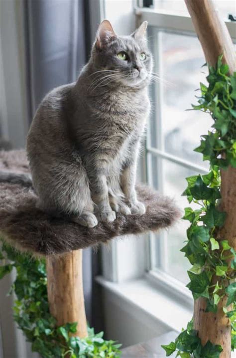 19 Adorable Free Cat Tree Plans For Your Furry Friend Homesthetics