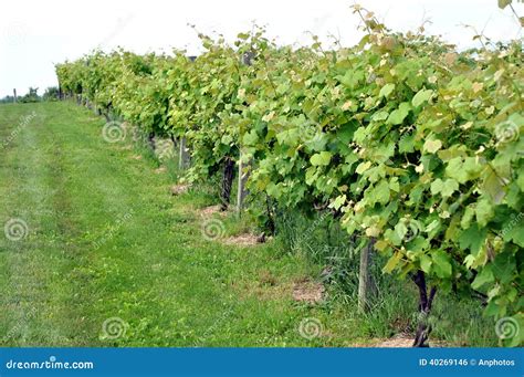 Grape Tree Stock Photo Image Of Vine Farm Plant Winery 40269146