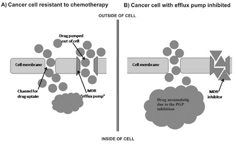 The Role Of The Efflux Pump And Its Inhibitor In A Drug Resistant Download Scientific Diagram