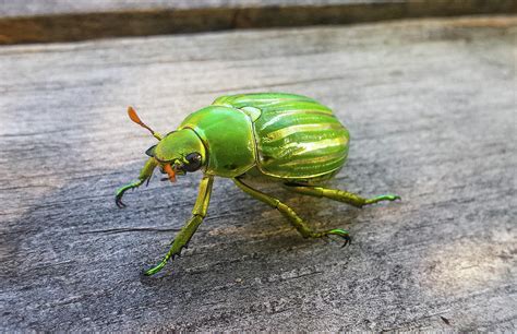 Jewel Scarab Photograph by Jess Berry | Fine Art America